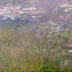 Water Lilies, circa 1915–26,